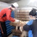 현대부화장 이미지