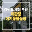휴산농장 | 강릉 아이와 가볼 만한 곳｜대관령 아기동물농장 방문 후기, 초등 5학년도 재미있게!