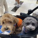 현대애견 이미지