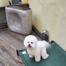 슈가독살롱 네이버블로그