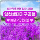 수채화 | 5월 어버이날 가볼만한곳! 부모님 인생샷 보장하는 영천 생태지구공원 보라유채꽃길 📸