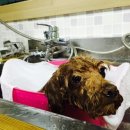 흰둥아 놀자 이미지