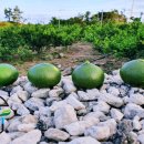 감귤향기힐링파크 이미지