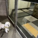 댕댕이라이프 이미지