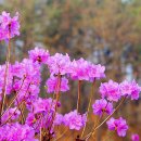 진달래 - 영등포구 디지털로53길 2 | 진달래