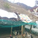 닭집 Daum카페