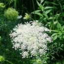 축복사 | 초가를 왜 여기에 보내셨을까