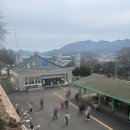 2019 오륙도평화축제 | 원동 매화축제 막차 탑승! 올해 마지막 매화 보고 가세요🌸