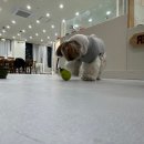 톡톡스낵 | 분리불안 강아지에게 딱! 펫프닝 노즈볼 + 트레이닝 스낵 솔직 후기