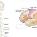 피터페인 이미지