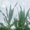 쌍둥이농산물 - 울진군 상당1길 131-3 | 쌍둥이농산물