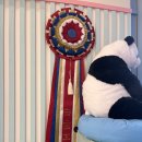 달링하이 강아지분양 창원점 이미지