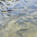 강원수산횟집 이미지