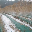 하나로농장-3 이미지