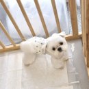 홍글몽글 이미지