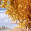 그늘막61 | 인생 단풍 명소 아산 현충사 곡교천 은행나무길