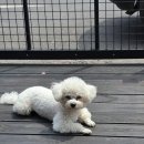 살랑살랑 반려견미용실 이미지