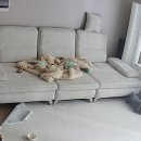 댓츠댕댕스쿨 이미지