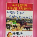 용인포니클럽 이미지