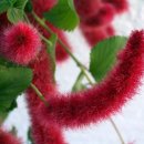 여우꼬리 이미지