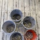 천수만우렁쌈밥 이미지