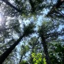 평창숲펜션 이미지