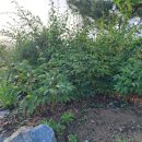 이슬농장 이미지