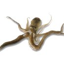 낙지발이 몇개고 이미지