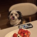 멍라운지24 데이케어 애견미용호텔 애견카페 인천점 | 인천애견미용 멍라운지24, 겁 많은 말티푸도 만족! 남동구 추천 (feat. 유치원/호텔)