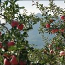 과수원 - 천안시 서북구 성정공원5로 51 | 과수원