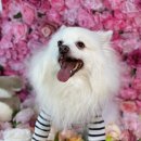 맘마누 | <천안, 카페맘마누> 어질리티 입문멍에게 알맞은 곳