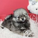 가온펫(안심분양센터) 이미지