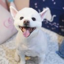 조이펫살롱 이미지