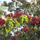 산사나무한의원 이미지