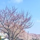 호수공원수변공원축제용 | 3대 명소 조치원 조천 벚꽃길 기차 포토존 주차장 &amp; 고복저수지 자연공원 축제 4월 6일 실시간 개화 현황