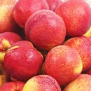 천도축산물 이미지