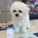 도그인 그레이 이미지