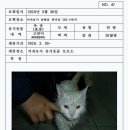 고양이 행복 쉼터 Daum카페