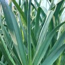 ㈜미르팜 이미지