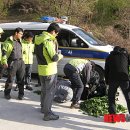 강원산약초산나물