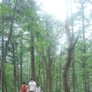 용인자연휴양림 이미지