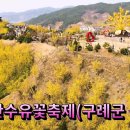 🌸구례산수유꽃축제 🌸 구례산수유사랑공원 🌸[전국명소탐방42]드론영상 이미지