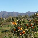 변산산돌농원 네이버블로그