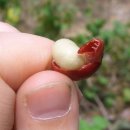 커피체리 이미지