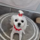 퐁이네 애견 이미지