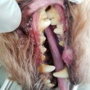 문정탑 동물병원 | 최선을 다하는 문정 탑 동물병원 푸들 스케일링 #문정동 #장지동 #수서동 #위례 #패밀리 아파트 #잠실...