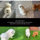 개님살롱 레이크사이드 이미지