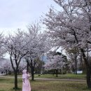 다산생태공원 | 서울 근교 가볼만한곳, 남양주 다산 생태공원, 벚꽃 명소 데이트, 근교 드라이브코스 추천