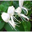 금은화민박 이미지