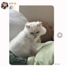 ⌨️🍲🐱🥘🍳🐰🍈